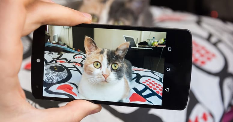 Kattenoppas maakt foto