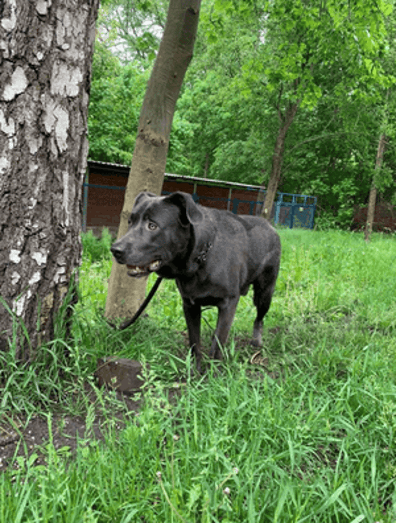 pies cane corso