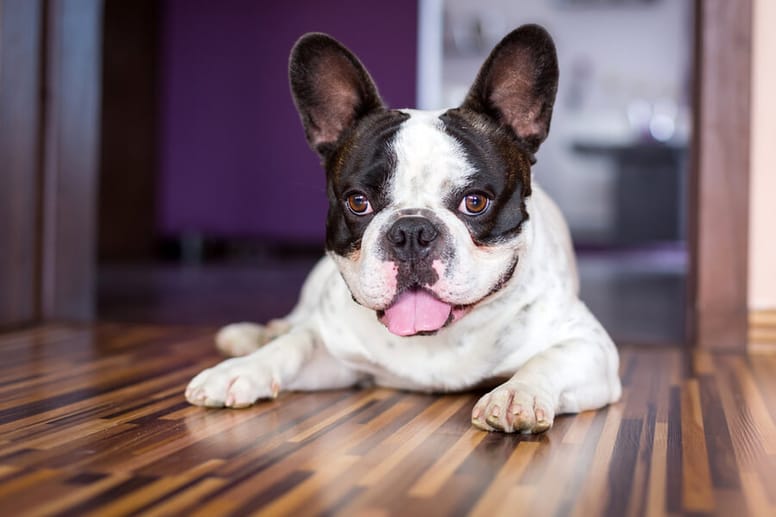 buldog francuski