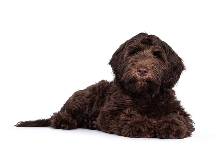 czarny labradoodle