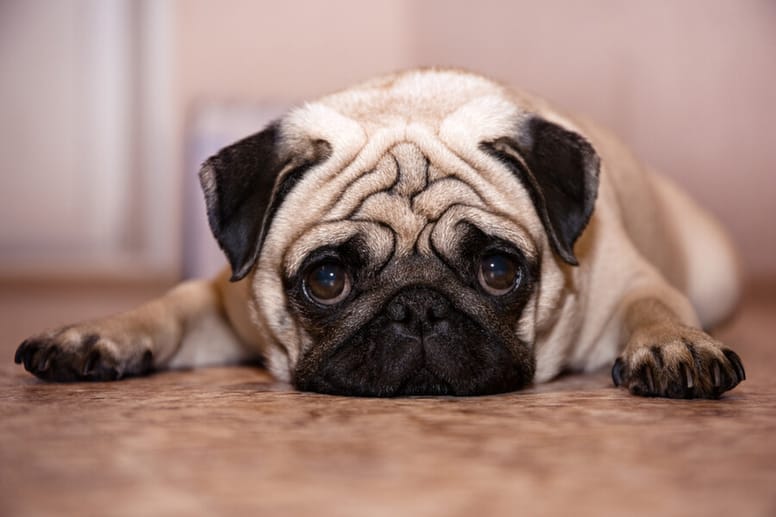 mops