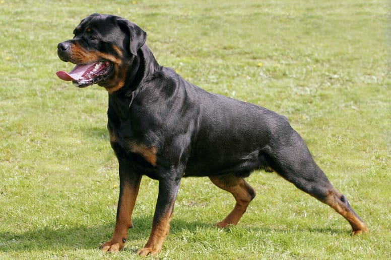 rottweiler