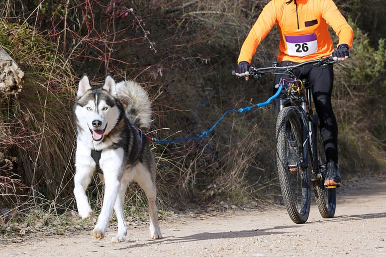 bikejoring