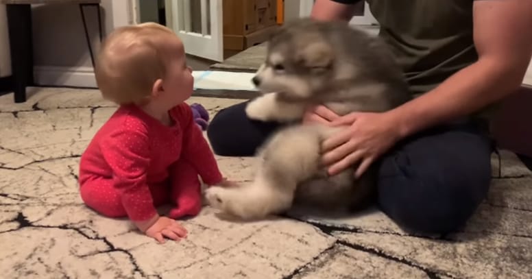 bebe y cachorro se miran