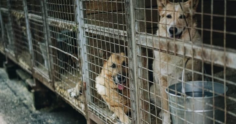 cane in gabbia
