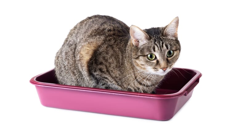 gato en su bandeja