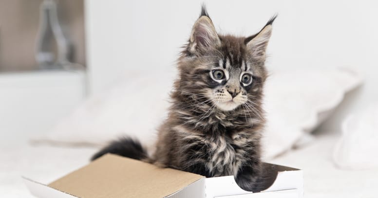 maine coon