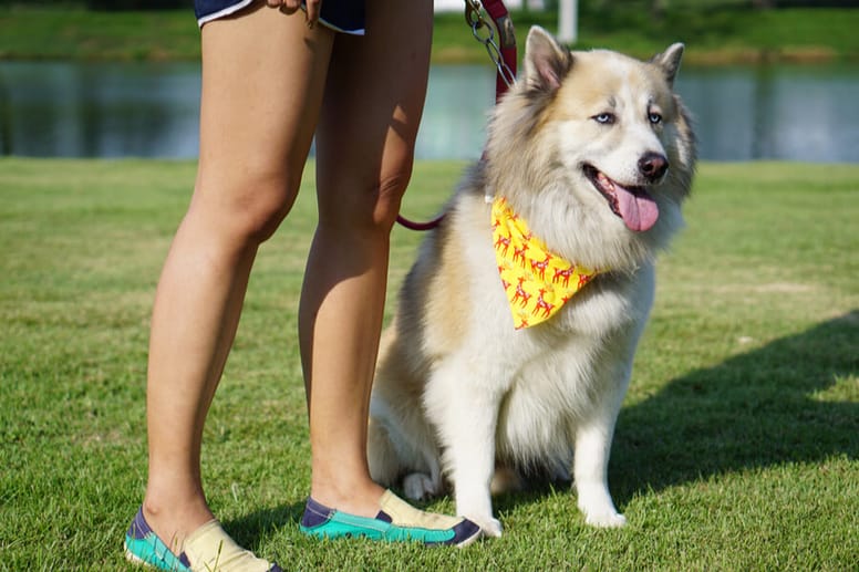 perro jardín piernas