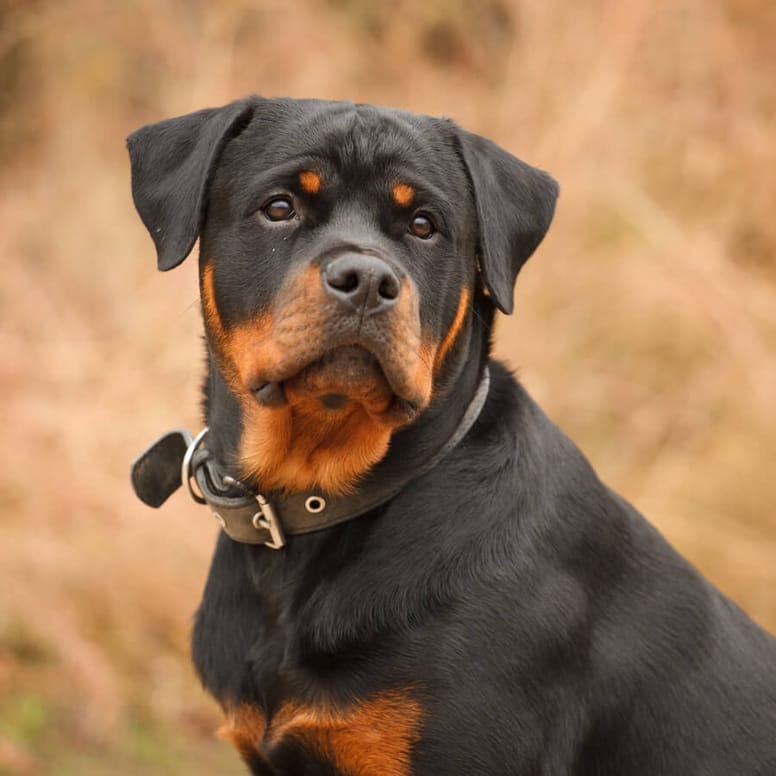 Rottweiler