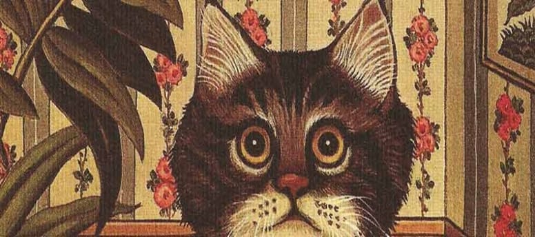 portada soy un gato libro