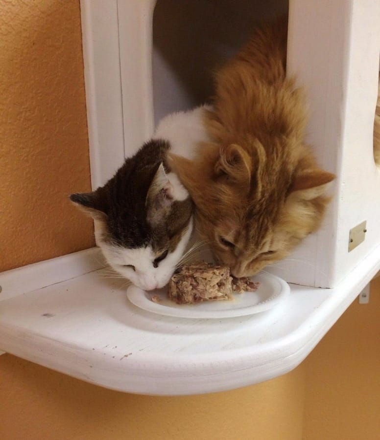 gato callejeros comiendo juntos