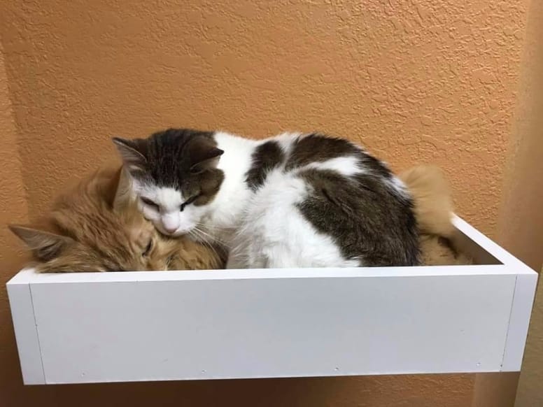 gatos callejeros durmiendo juntos caja