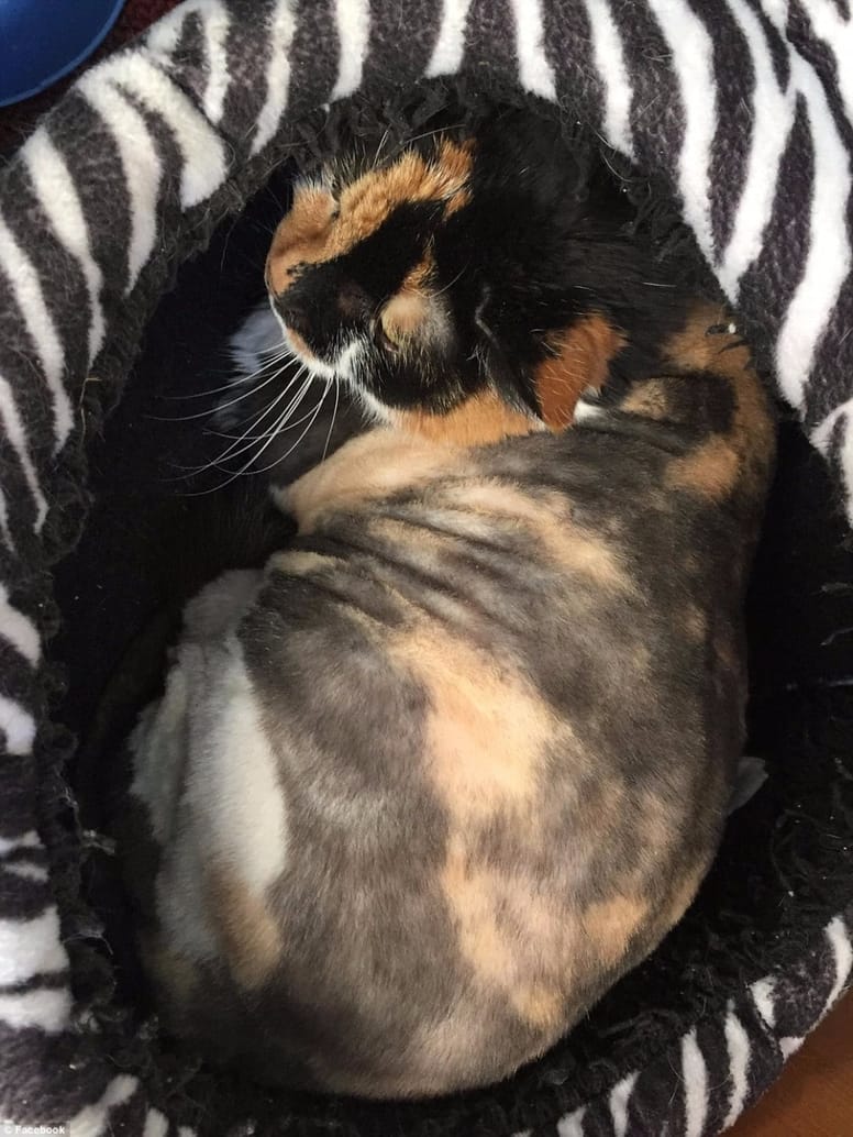 gato calico adoptado