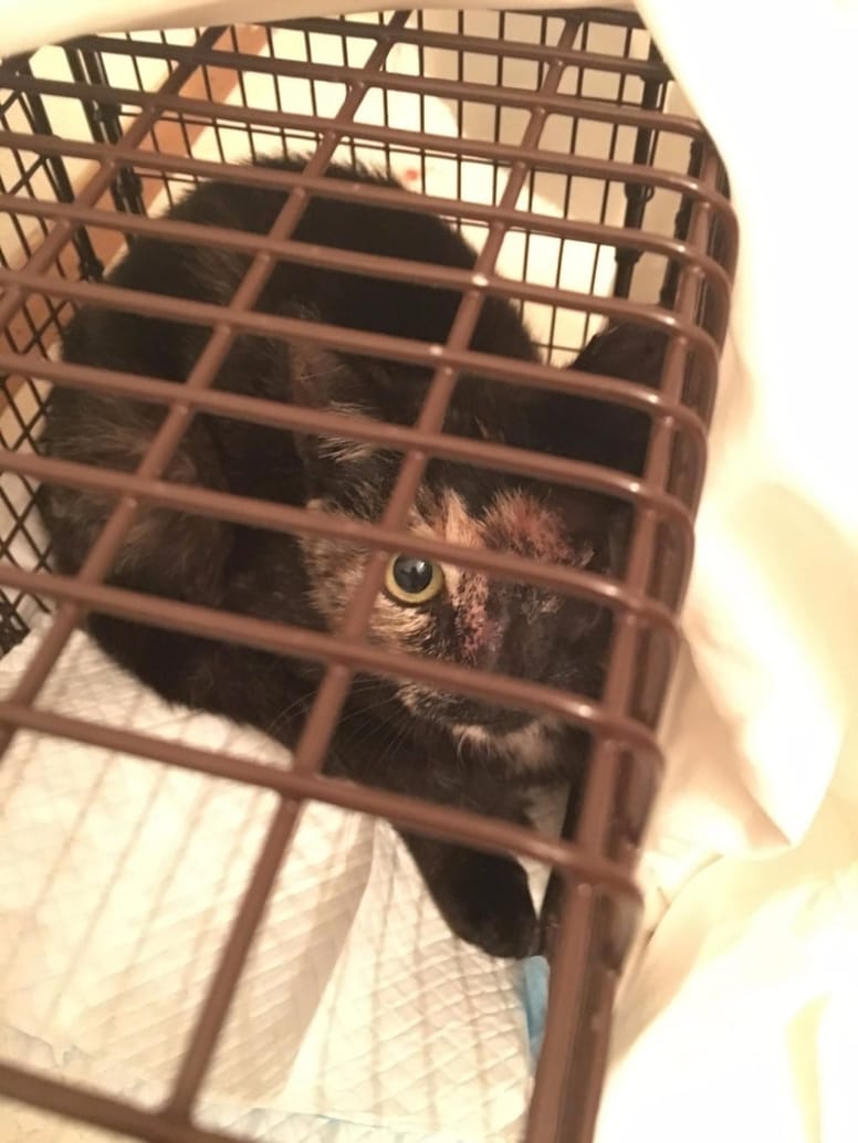 gatita rescatada en los arbustos