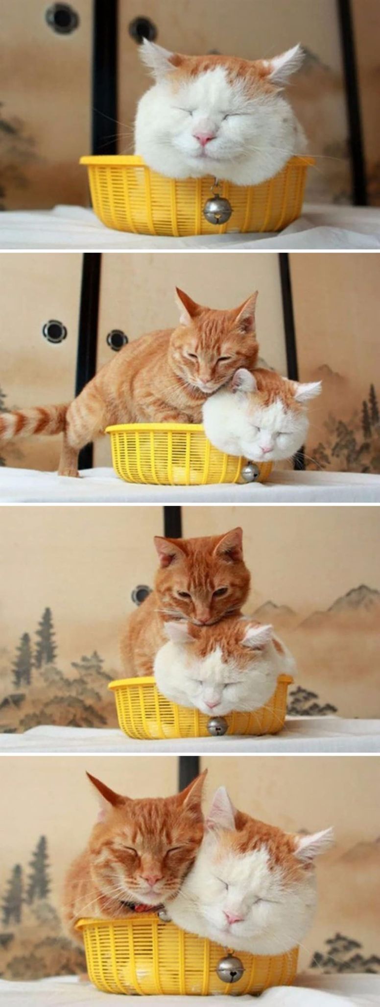 gato en cesto de la ropa