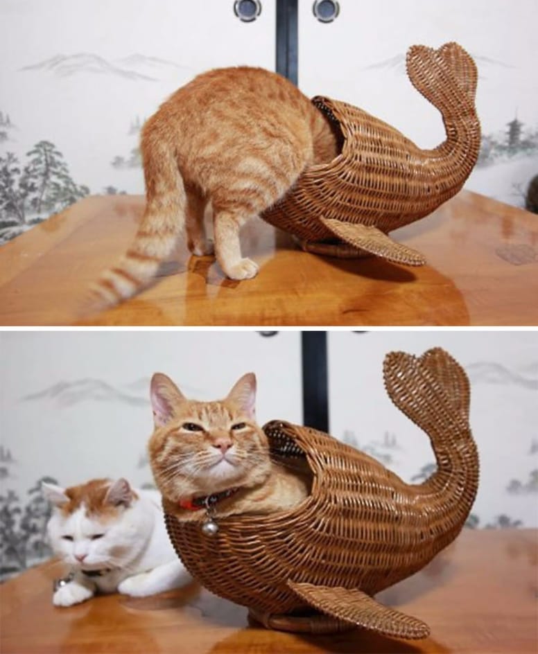 gato en figura de pez