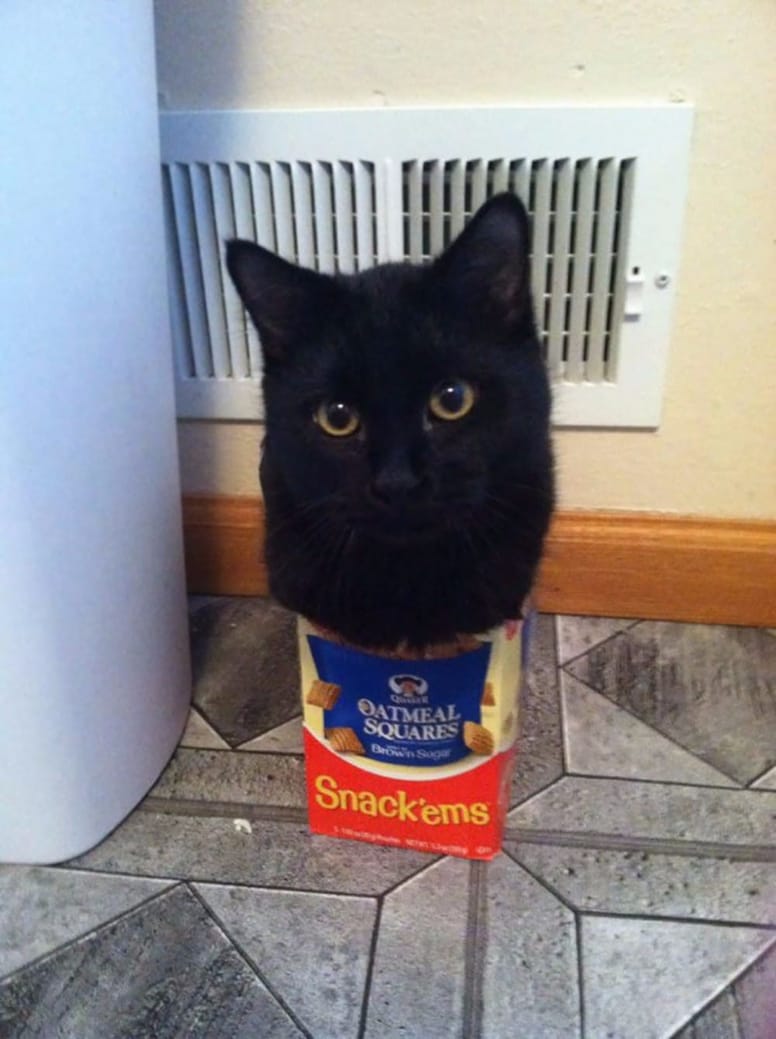 gato en bolsa de galletas