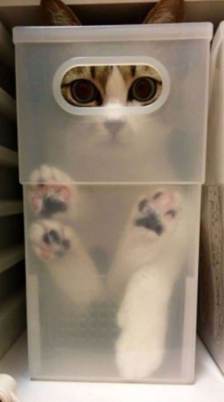 gato en caja de plastico