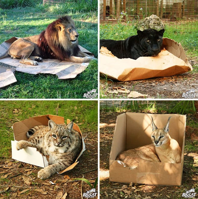 felinos en cajas de carton
