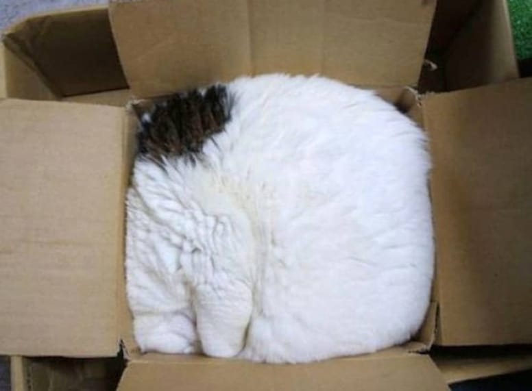 gato en caja de carton cuadrado