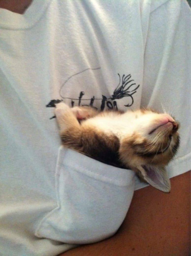 gato en bolsillo camiseta