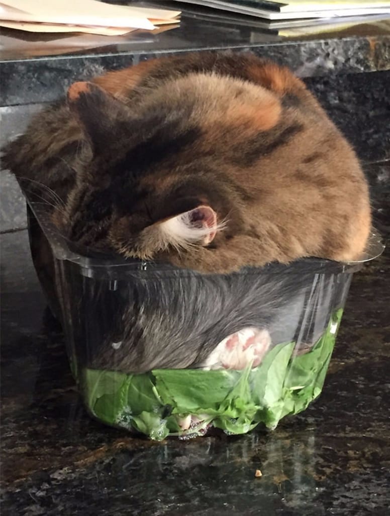 gato en caja de lechuga