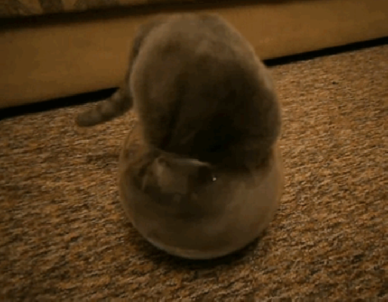 gato en pecera