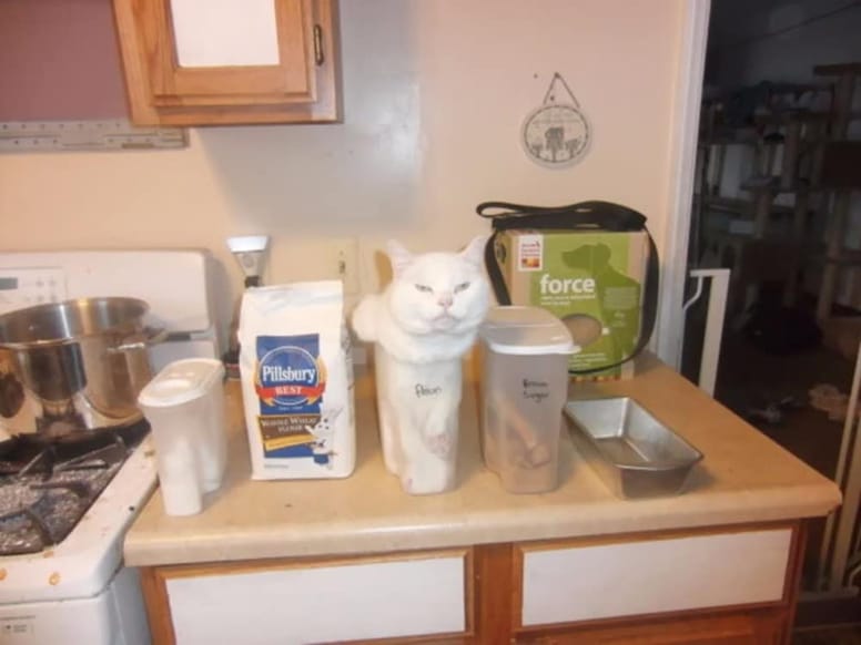 gato en jarra de agua