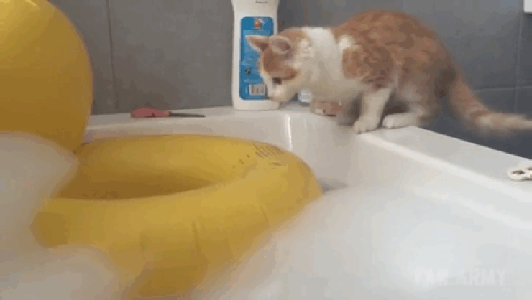 gato saltando al flotador