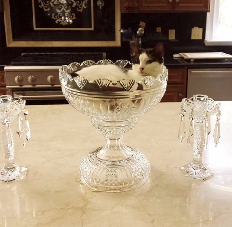 gato en copa de cristal