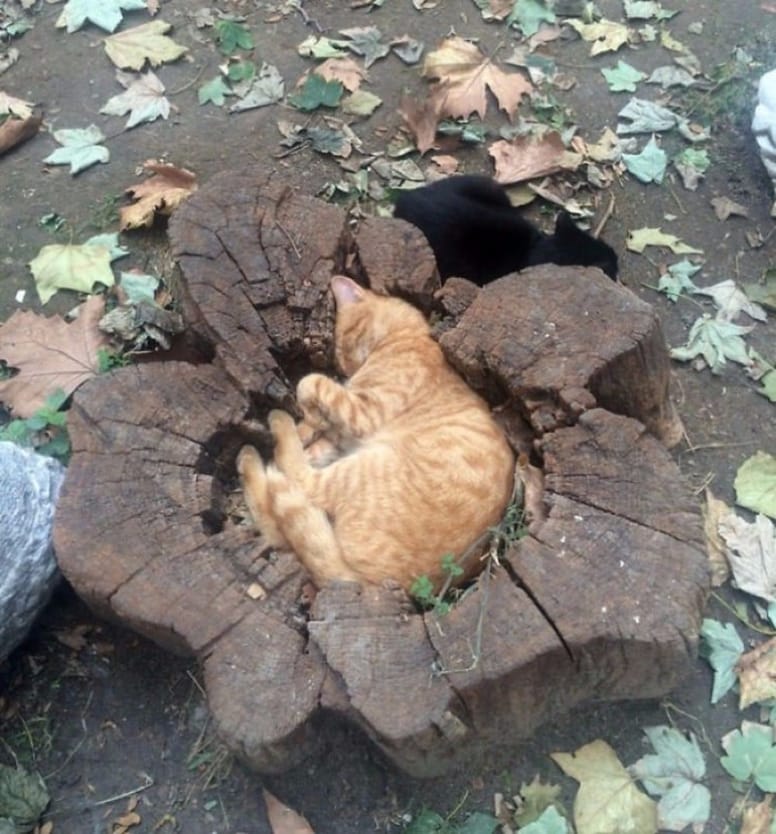 gato en tronco de arbol