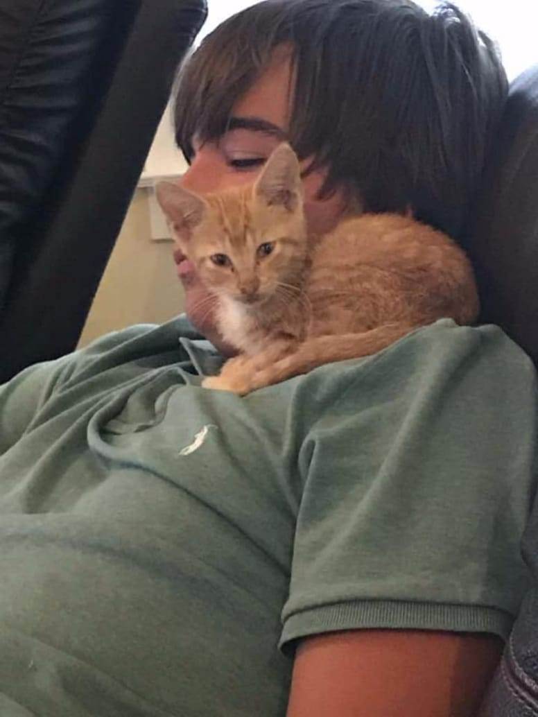 gato rescatado con dueño