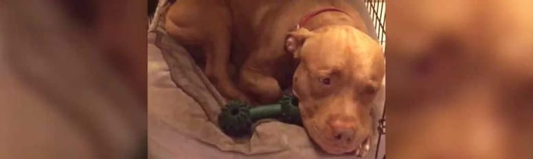 pitbull a punto de quedarse dormida