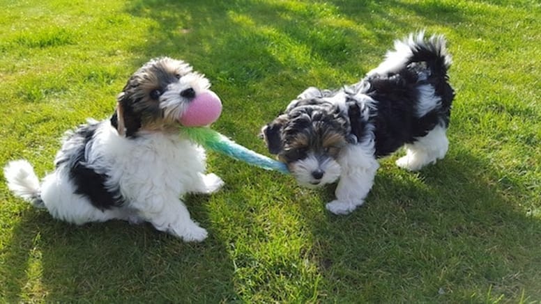 cuccioli di cane che giocano in giardino