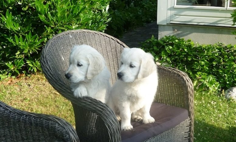 cuccioli di golden retriever su poltrona