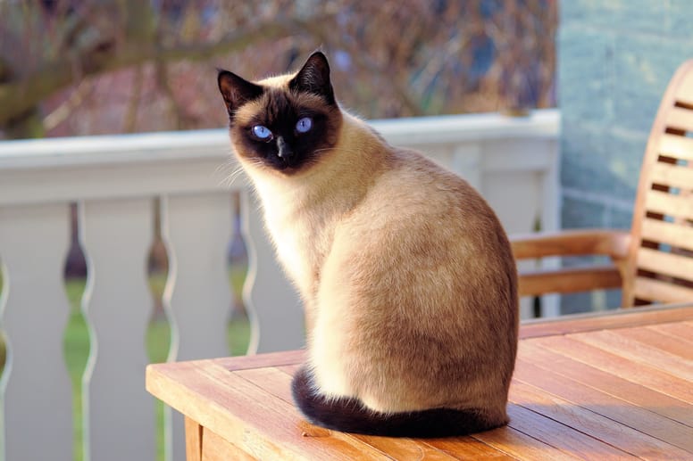 gatto siamese sul tavolo