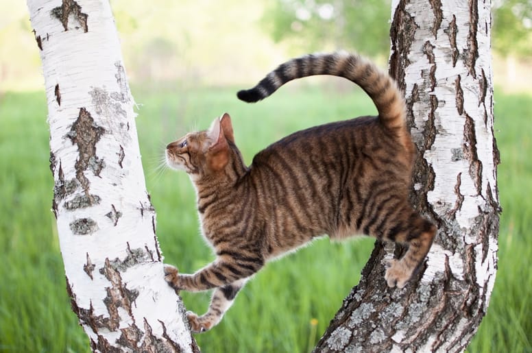 Toyger