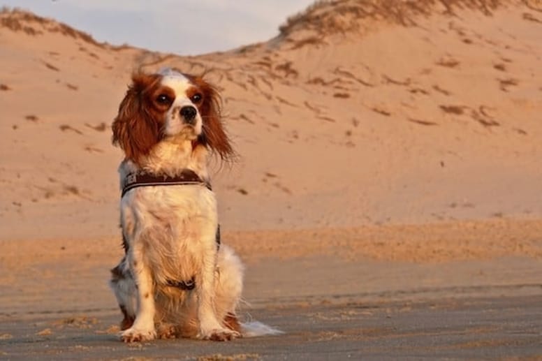 cane sulla sabbia davanti al mare