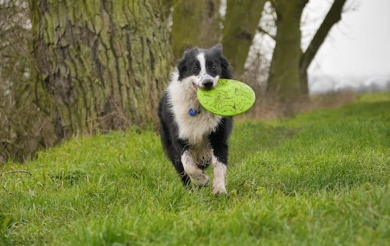 Cane con frisbee in bocca