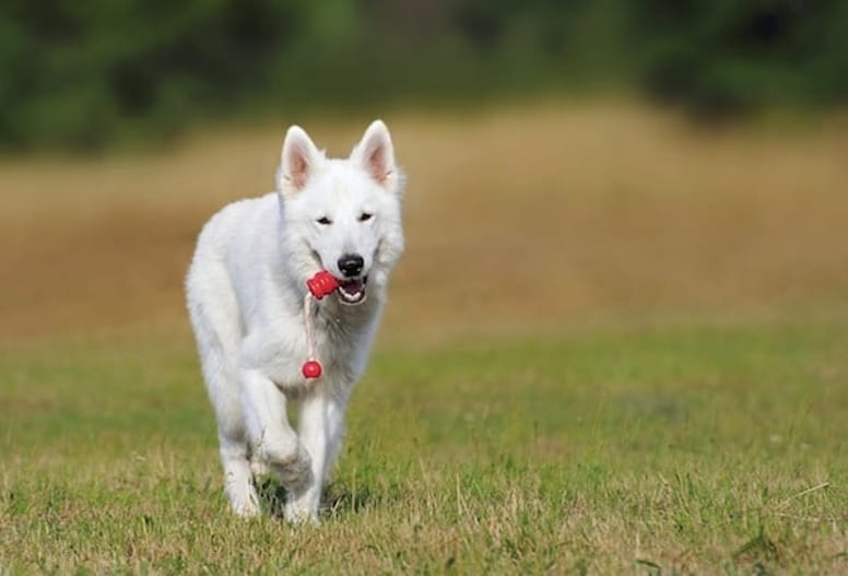 Cane che corre con Kong in bocca