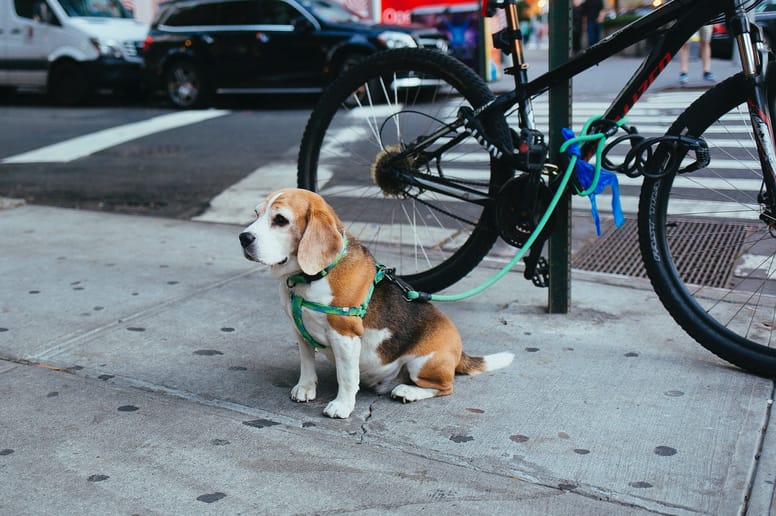 pettorina per cani ad H