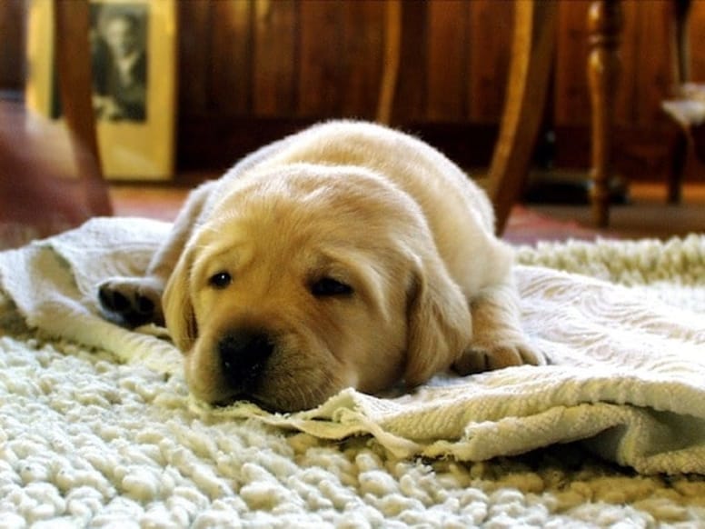 cane-triste