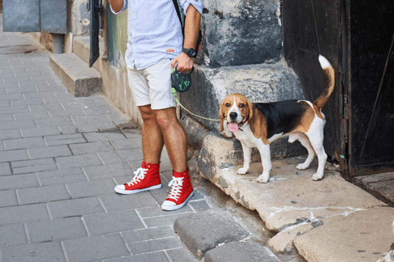 Short haired dogs