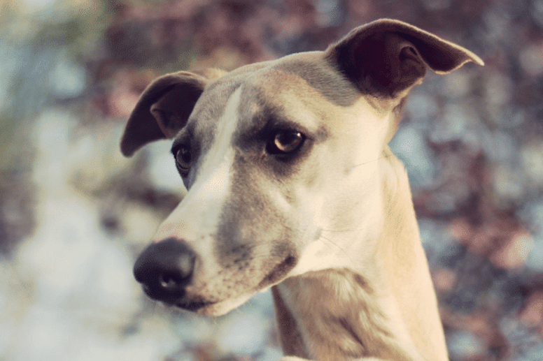 Short haired dogs