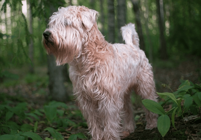 Soft Coated Wheaten Terrier