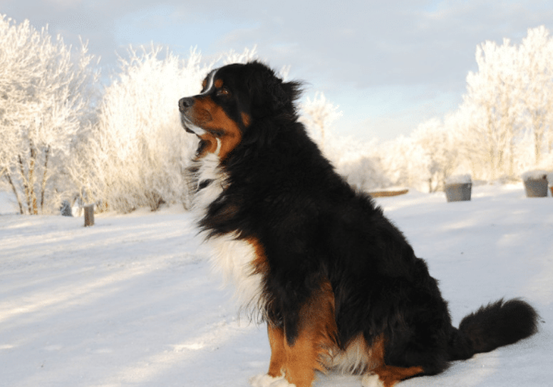 Best long haired dogs