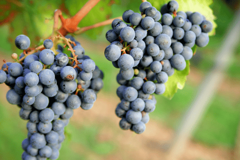 foods which are poisonous for dogs