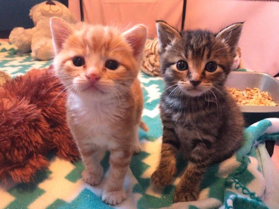 chatons mignons copains