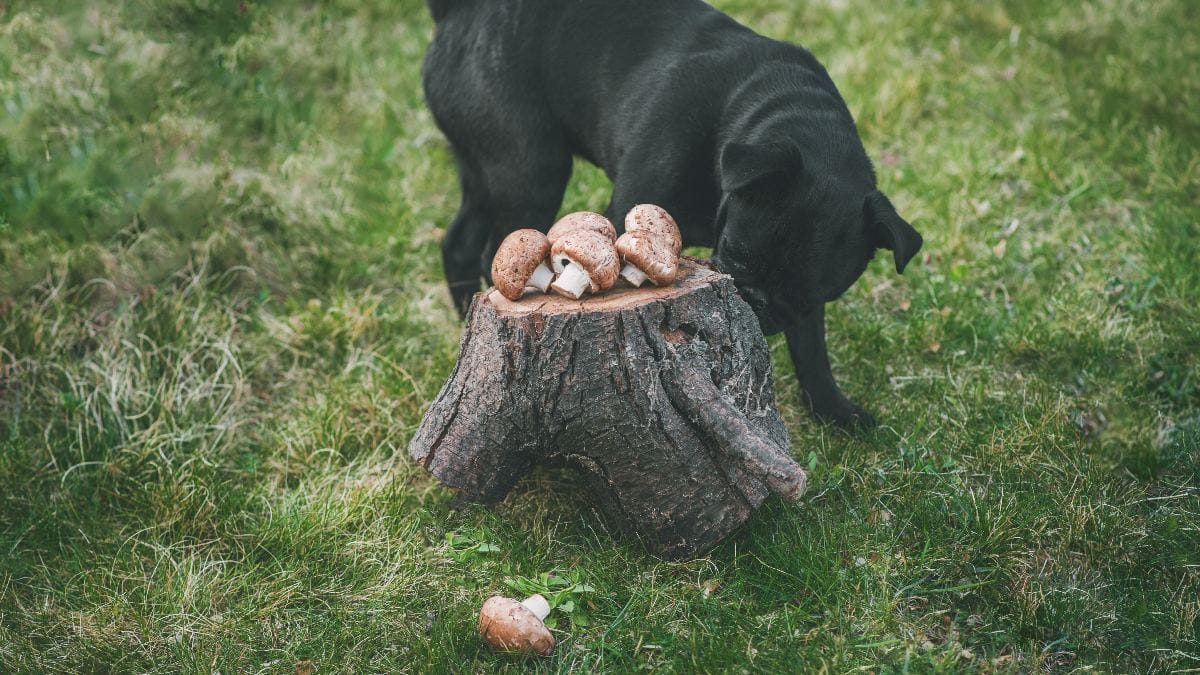 Darf ein Hund Champignons essen oder ist das gefährlich?