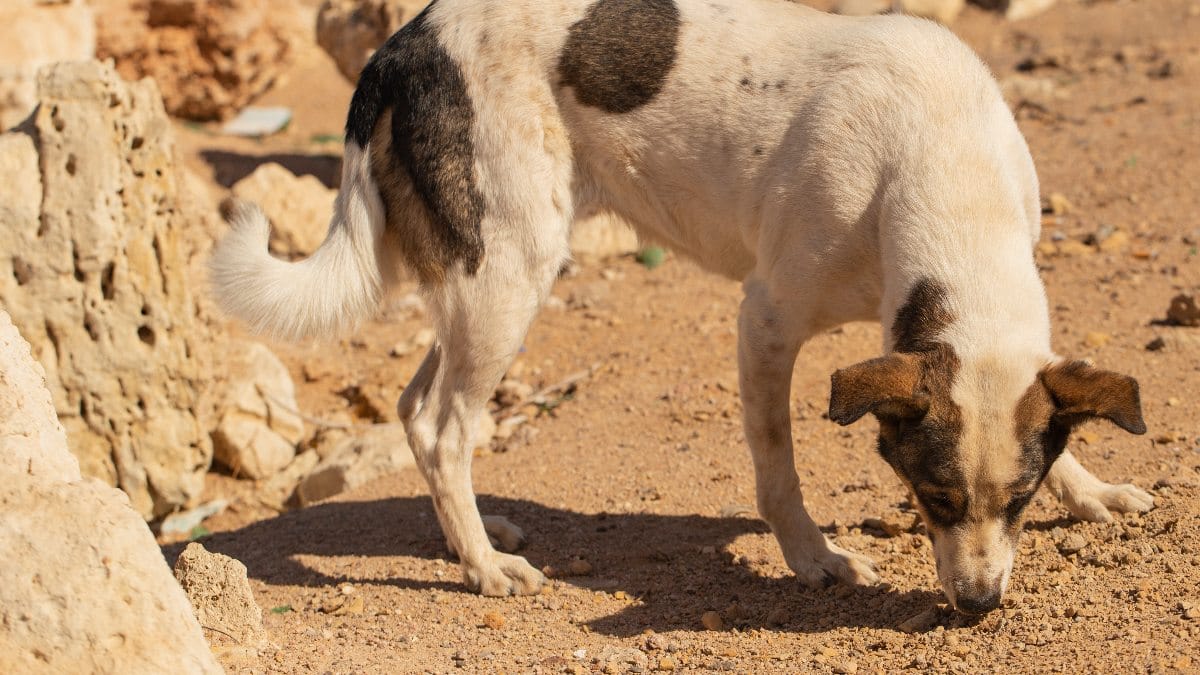 Mein Hund Frisst Erde